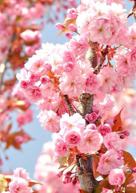 ЯПОНСКАЯ ВЕСНА