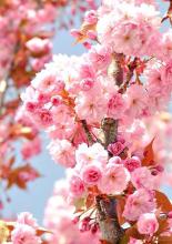 ЯПОНСКАЯ ВЕСНА